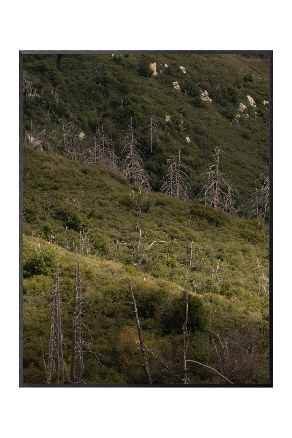 CHAPARRAL AND CONIFER [CALIFORNIA FLORISTIC PROVINCE]