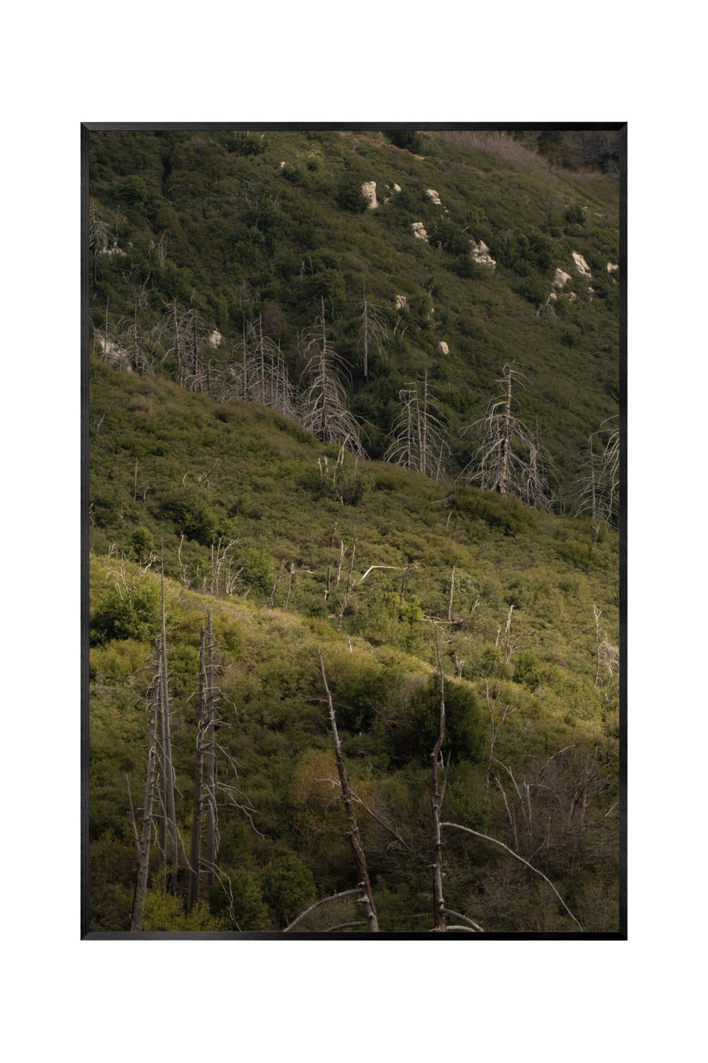 CHAPARRAL AND CONIFER [CALIFORNIA FLORISTIC PROVINCE]