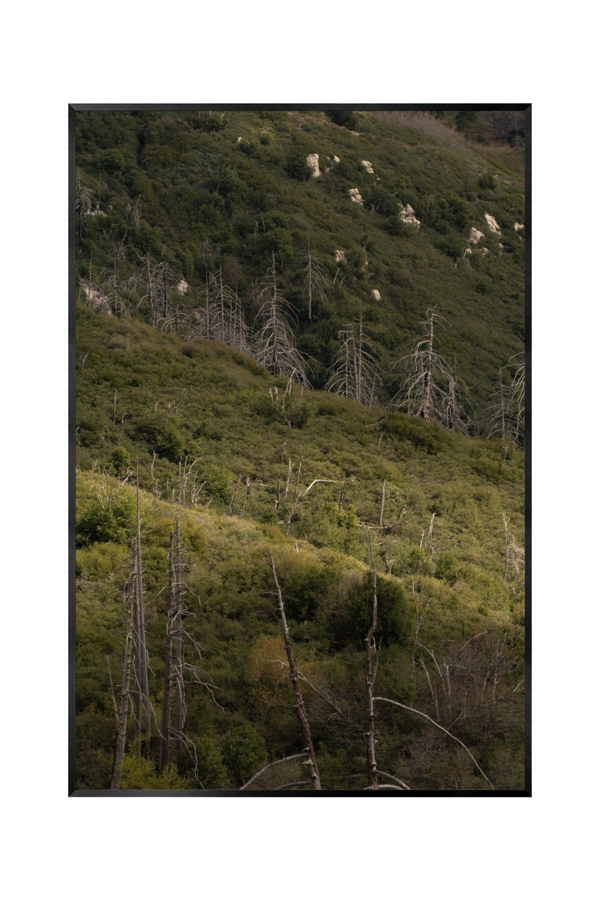 CHAPARRAL AND CONIFER [CALIFORNIA FLORISTIC PROVINCE]