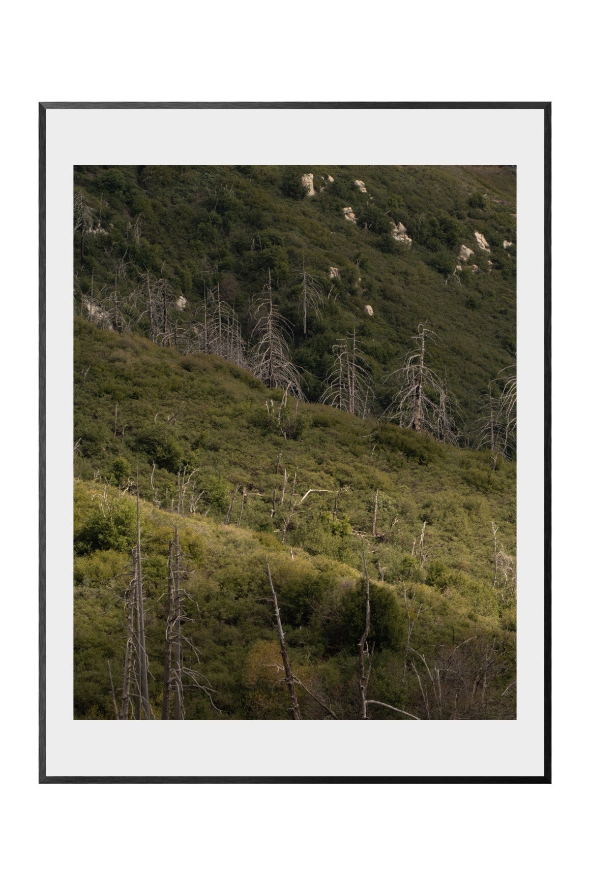 CHAPARRAL AND CONIFER [CALIFORNIA FLORISTIC PROVINCE]