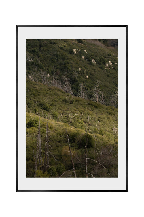 CHAPARRAL AND CONIFER [CALIFORNIA FLORISTIC PROVINCE]