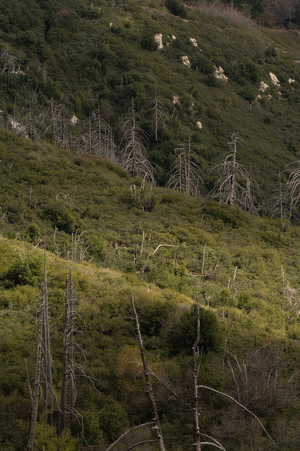 CHAPARRAL AND CONIFER [CALIFORNIA FLORISTIC PROVINCE]