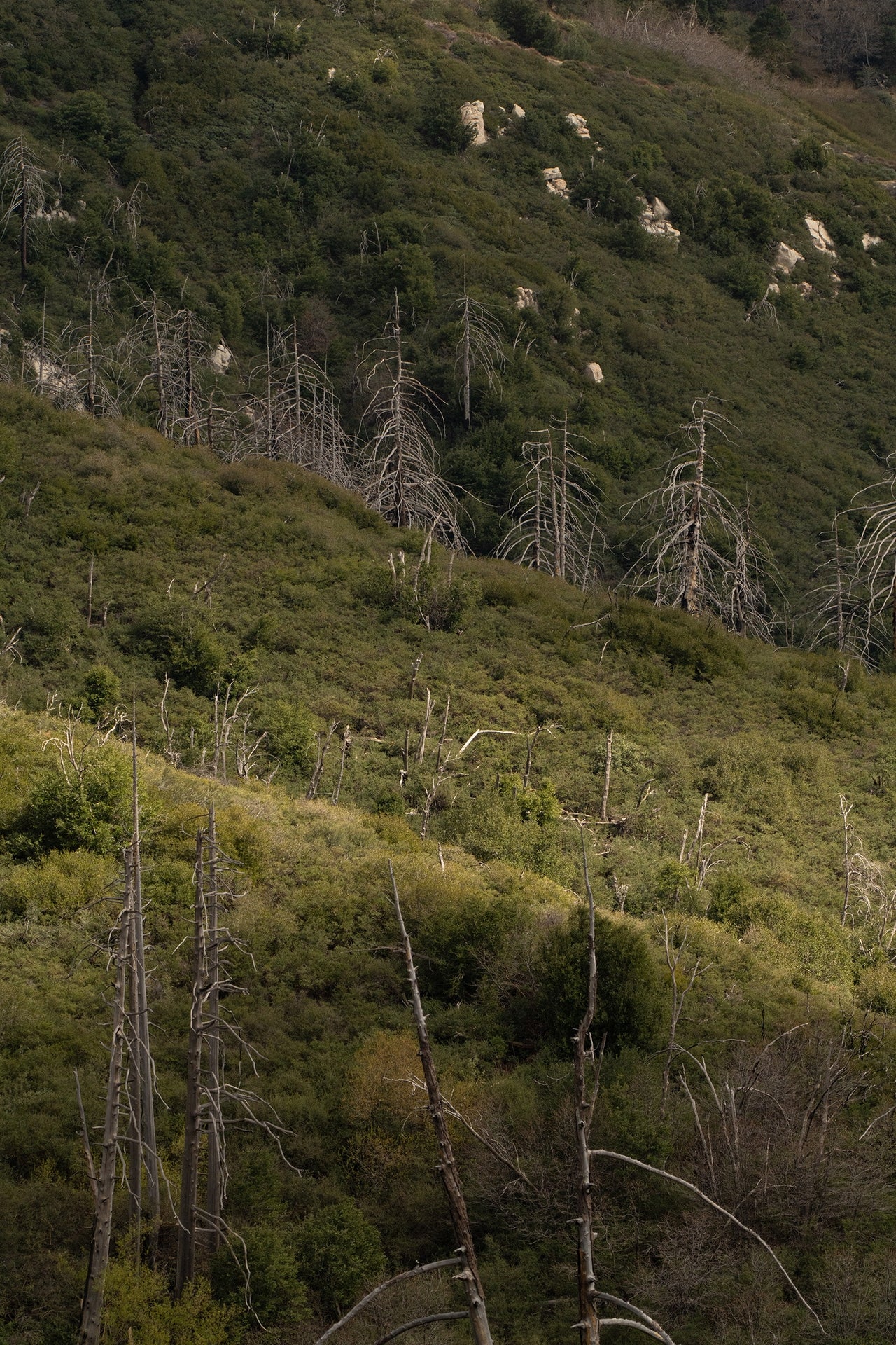 CHAPARRAL AND CONIFER [CALIFORNIA FLORISTIC PROVINCE]