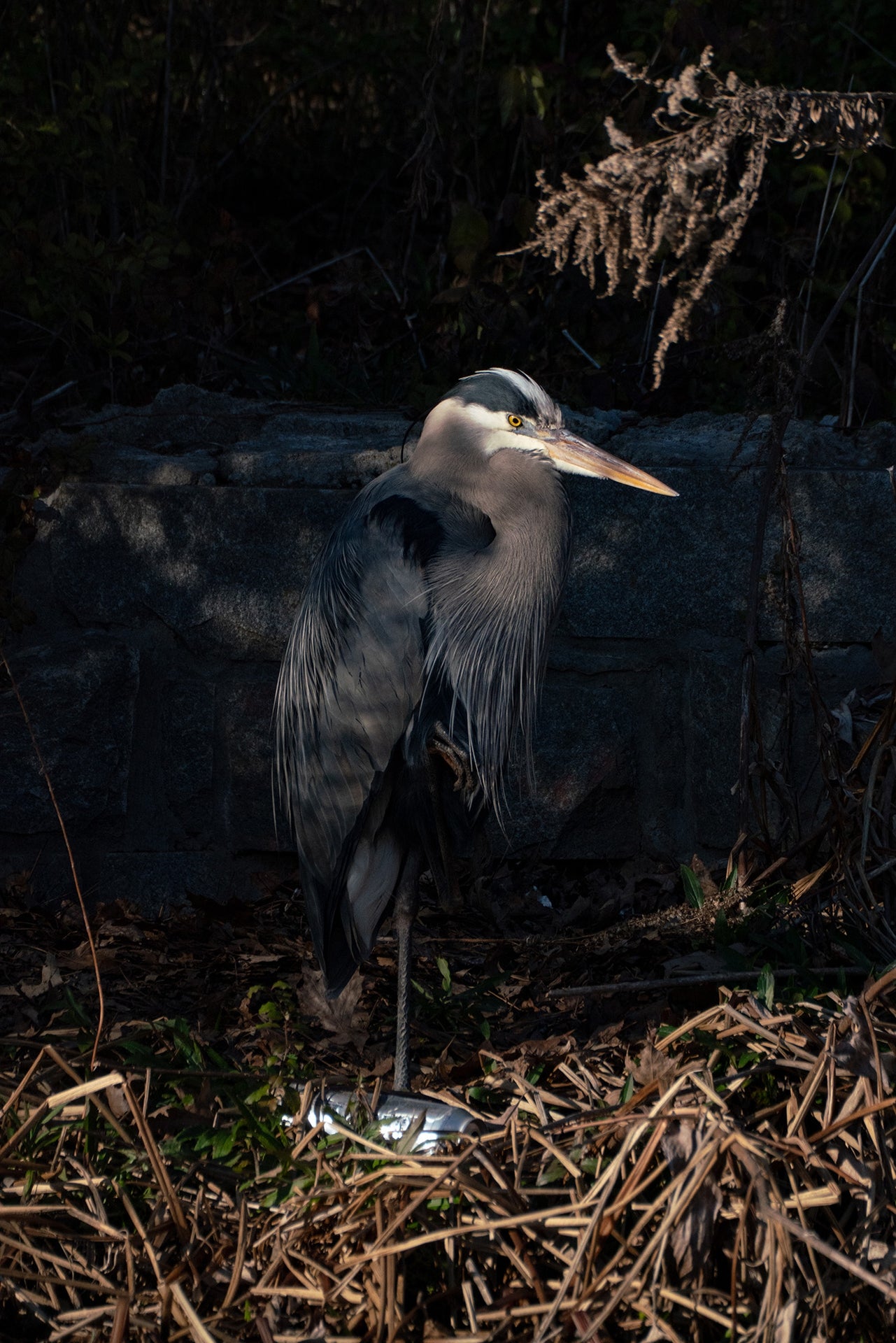 PORTRAIT OF HERODIAS 2026